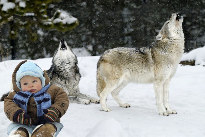 The Parable Of The Two Wolves You Will Only Read For 20 Seconds But You Will Not Die In Life
